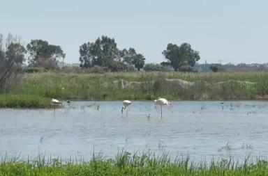 I fenicotteri sono tornati a Barletta: il video dalla piana dell'Ofanto