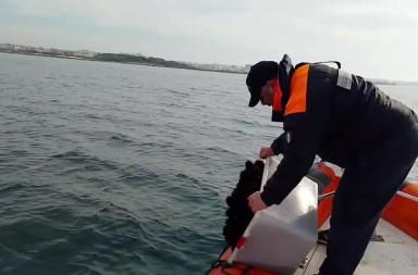 Porto Cesareo, blitz contro il bracconaggio: sequestrati 800 ricci di mare