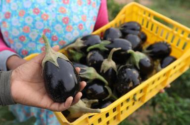 Fondi europei, salvi 95mln per sviluppo rurale in Puglia