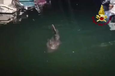 Pesce luna Pesce luna