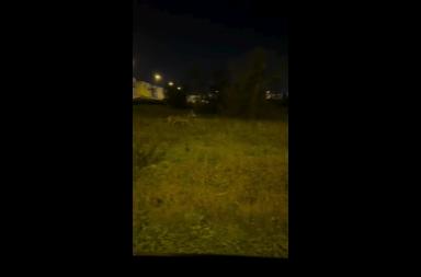 Lupo avvistato nella zona industriale di Melendugno: il video dell'ululato Lupo avvistato nella zona industriale di Melendugno: il video dell'ululato