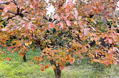 La foto del giorno del 23 ottobre 2025 La foto del giorno del 23 ottobre 2025