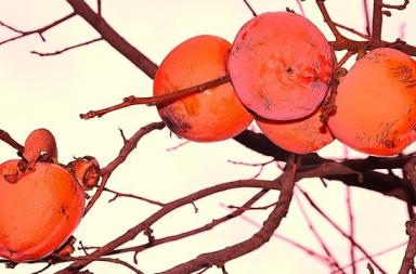 La foto del giorno del 6 dicembre 2025 La foto del giorno del 6 dicembre 2025