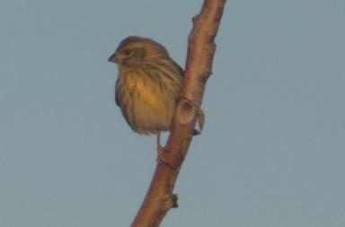 A Bari si respira aria di primavera con l'arrivo del verzellino