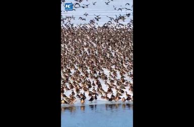 Cina, lo spettacolo degli uccelli migratori che tornano con la primavera