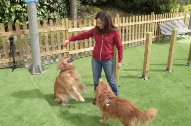 A MagicLand nasce DogLand - Anas, area dedicata al divertimento dei cani