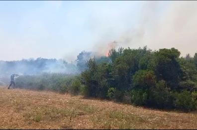 Lecce, bruciano 5 ettari di macchia mediterranea a Frigole: a rischio altri 30 