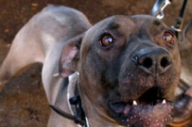 Salento, pitbull azzanna un altro cane e proprietaria che tenta di difenderlo