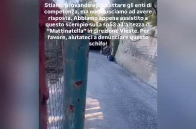 Cucciolo in gabbia sulla Sp53 a Mattinella, direzione Vieste: a salvarlo la denuncia dei The Kolors