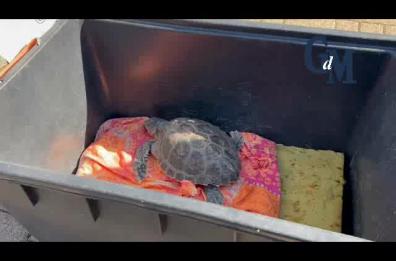 Taranto, liberata nel Mar Grande la tartaruga Lucrezia, curata da una brutta polmonite