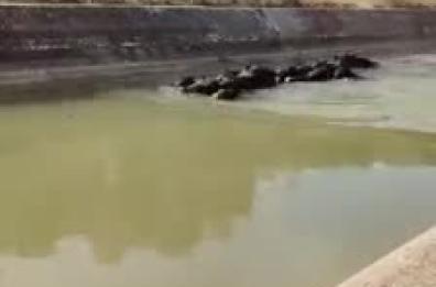 Taranto, cinghiali nuotano nel canale di bonifica: «Ingenti i danni all'agricoltura»