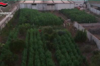 La masseria che faceva affari con 2mila piante droga a Lecce
