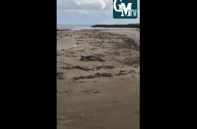 San Cataldo, sulla spiaggia di Frigole ecco che spunta una foca monaca