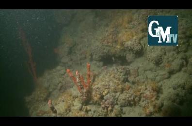 Coralli nei fondali di Monopoli, ecco le nuove immagini: è il primo caso nel Mediterraneo