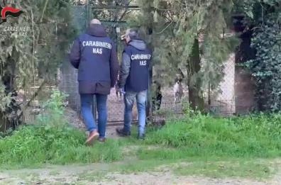 Nas, controlli in canili e gattili in tutta Italia: sequestrate 26 strutture, criticità anche nel Barese