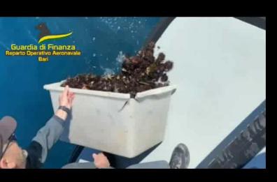 Taranto, GdF sequestra un quintale di ricci di mare: rigettati in acqua