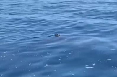 Uno squalo è stato avvistato nelle acque di Polignano a Mare