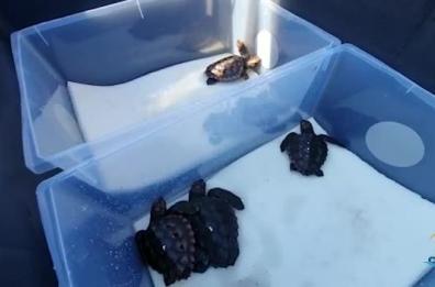 Finalmente libere 12 tartarughe salvate dagli operatori del Centro di Calimera