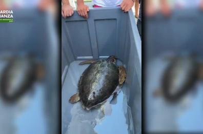Tartaruga Caretta Caretta in difficoltà al largo di S.Maria di Leuca: salvata dalla Guardia di Finanza VIDEO