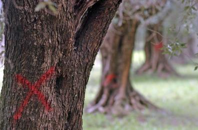 Xylella, l'infezione avanza nel Barese: altri 11 alberi infetti