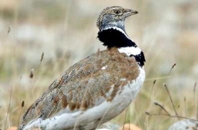 La Gallina prataiola
 nei musei del mondo
 ma non a Foggia