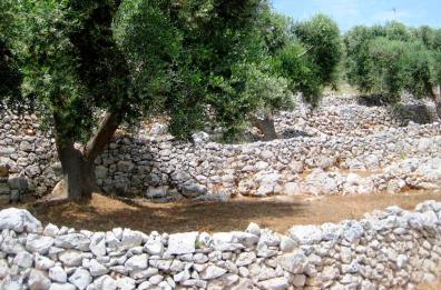 Riecco i predoni delle pietre
spogliati trulli, casolari e muretti