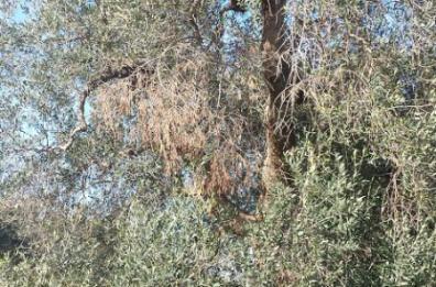 Xylella, Governo propone a Regione accordo per reimpianti