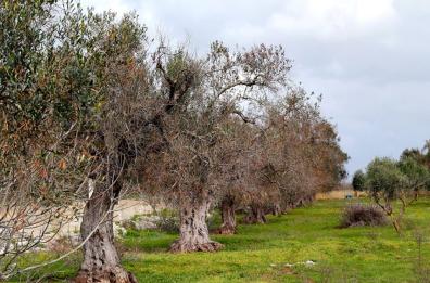 Xylella, scoperto nuovo ulivo infetto a Bisceglie