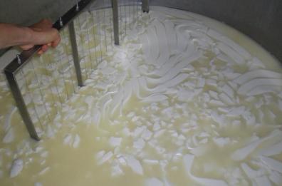 Tonnellate di cagliata estera
 sequestrate in caseificio barese