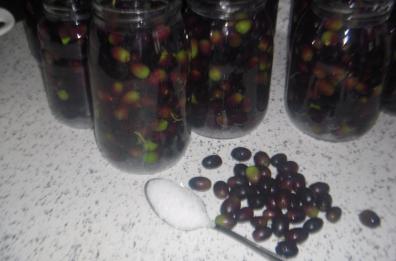 Olive in acqua 
 tra muffa e insetti
sigilli a 500 tonnellate