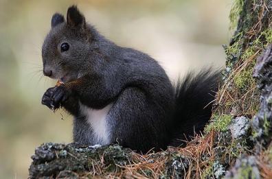 A Roseto Valfortore il centro di prima accoglienza della fauna selvatica