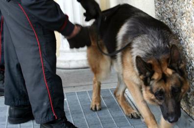 Avigliano, il cane fiuta la cocaina nell'armadietto: arrestato 40enne 