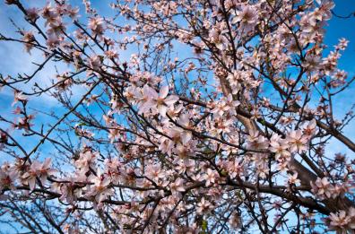 Agricoltura Puglia, dalle gelate alla finta primavera. «Temperature 5 gradi superiori alla norma»