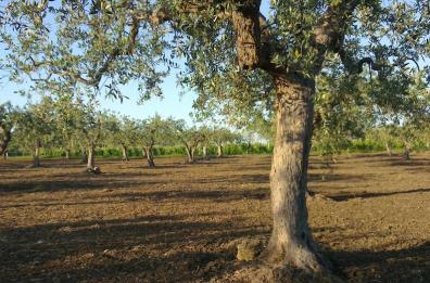 Terre di mafia
in Puglia quasi 2.500