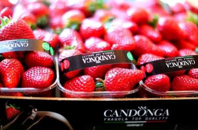 «In vendita 
fragole Candonga
ma sono dei falsi»