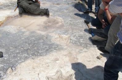 Orme di dinosauro 
 tra gli scogli a Giovinazzo