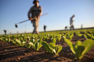 Potenza, i tempi «sballati» del credito agrario: «La natura e le banche, mondi distanti»