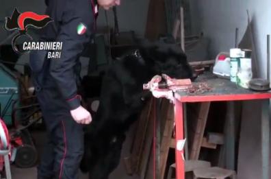Blitz CC al clan narcos
 24 ordini di arresto nel Barese