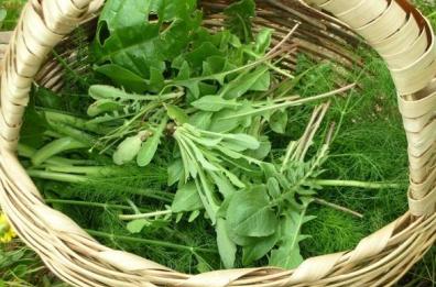 Erbe commestibili
Una ricerca in Puglia