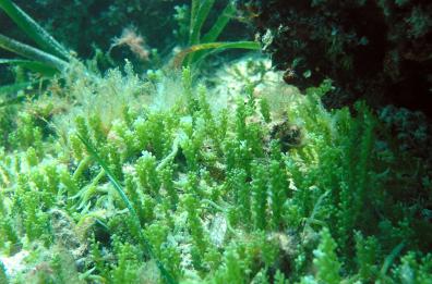L’alga «aliena» nei nostri mari
utile per combattere il cancro