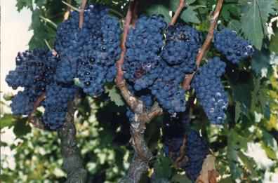 Il racket dei vigneti
due arresti nel Barese