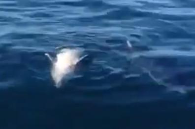 Squalo a Polignano a mare 
delfino ucciso e... mangiato