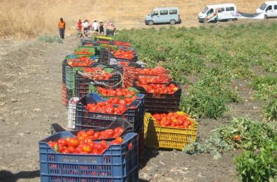 Foggia, pomodoro etico al 100%: intesa tra Caritas e Princes 