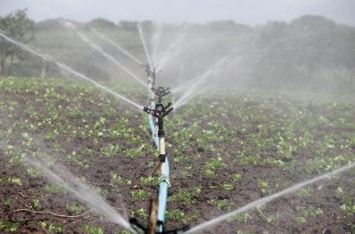 «La ricerca in agricoltura è la Terza Missione: così studiamo prodotti green per la ristorazione»