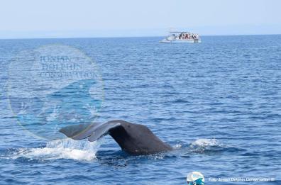 Sette capodogli danno spettacolo in Mar Grande a Taranto