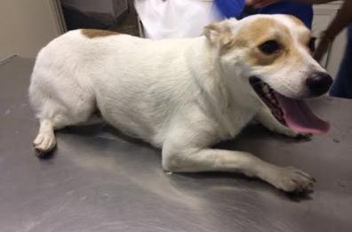 A Trani allarme polpette avvelenate per uccidere cani e gatti