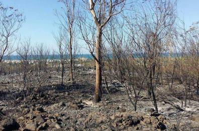 Incendio su litorale del Salento
 evacuati case e un agriturismo