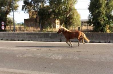 Ruvo, cavalli al trotto sulla provinciale 63: stupore e disagi per gli automobilisti