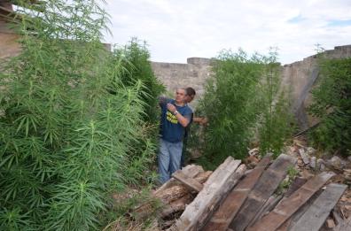 Una serra di cannabis nel Parco
dell'Alta Murgia: in cella albanese