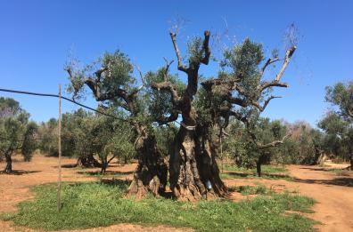 Xylella, il «gigante» di Alliste
in agonia: muore dopo 1.500 anni